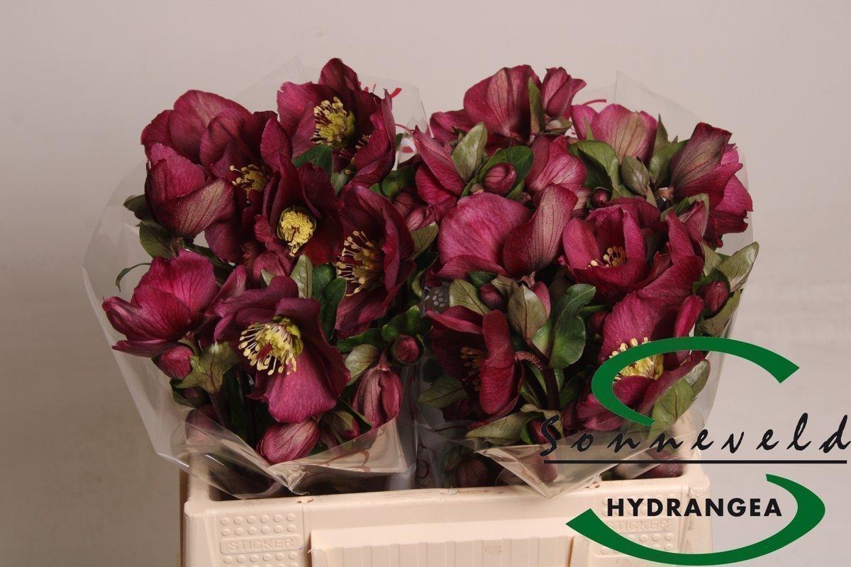 Срезанные цветы оптом Helleborus sara red от 20шт из Голландии с доставкой по России