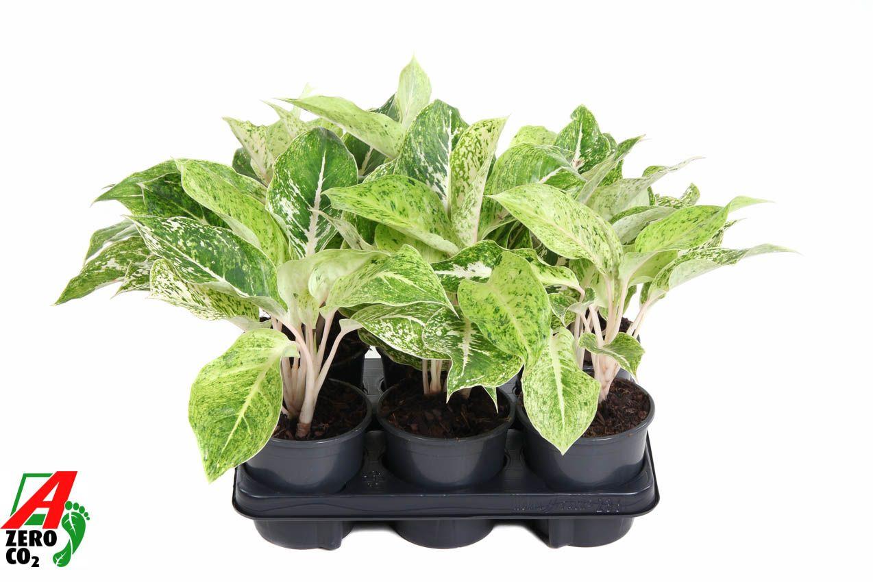 Горшечные цветы и растения оптом Aglaonema White Laksap от 6шт из Голландии с доставкой по России