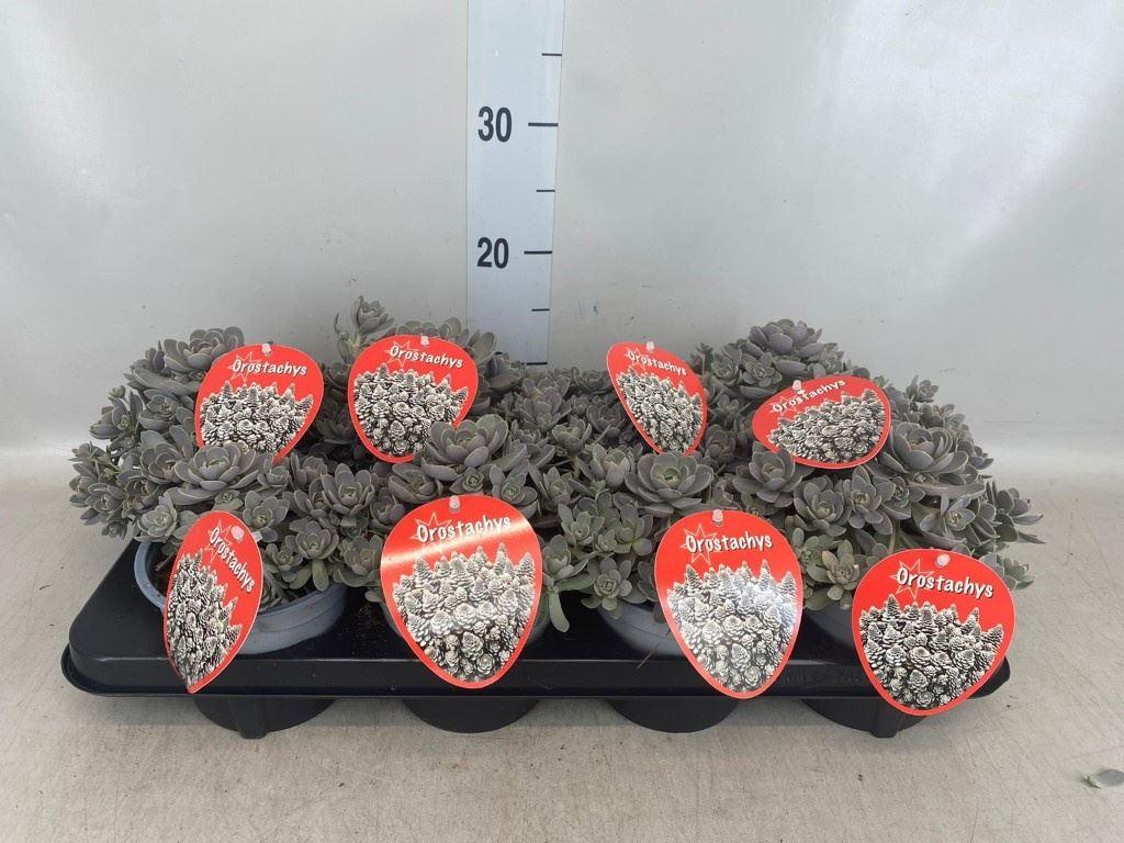 Горшечные цветы и растения оптом Orostachys Furusei от 8шт из Голландии с доставкой по России