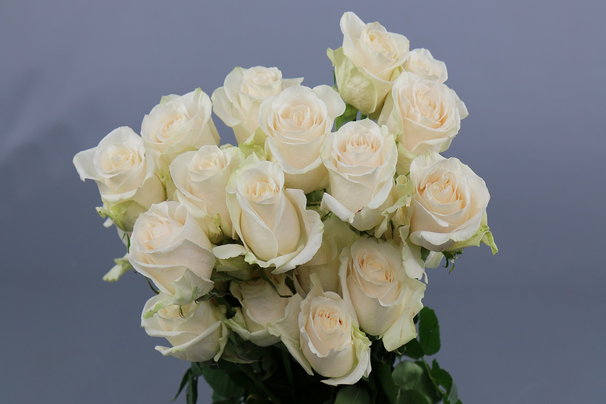 Срезанные цветы оптом Rosa ec vendela от 250шт из Голландии с доставкой по России