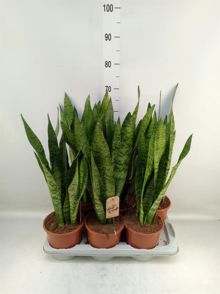 Горшечные цветы и растения оптом Sansevieria Zeylanica от 6шт из Голландии с доставкой по России