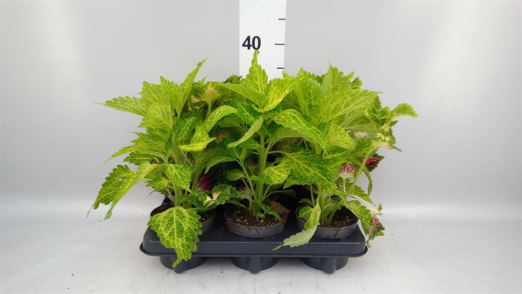 Горшечные цветы и растения оптом Plectranthus Col. ...mix от 6шт из Голландии с доставкой по России