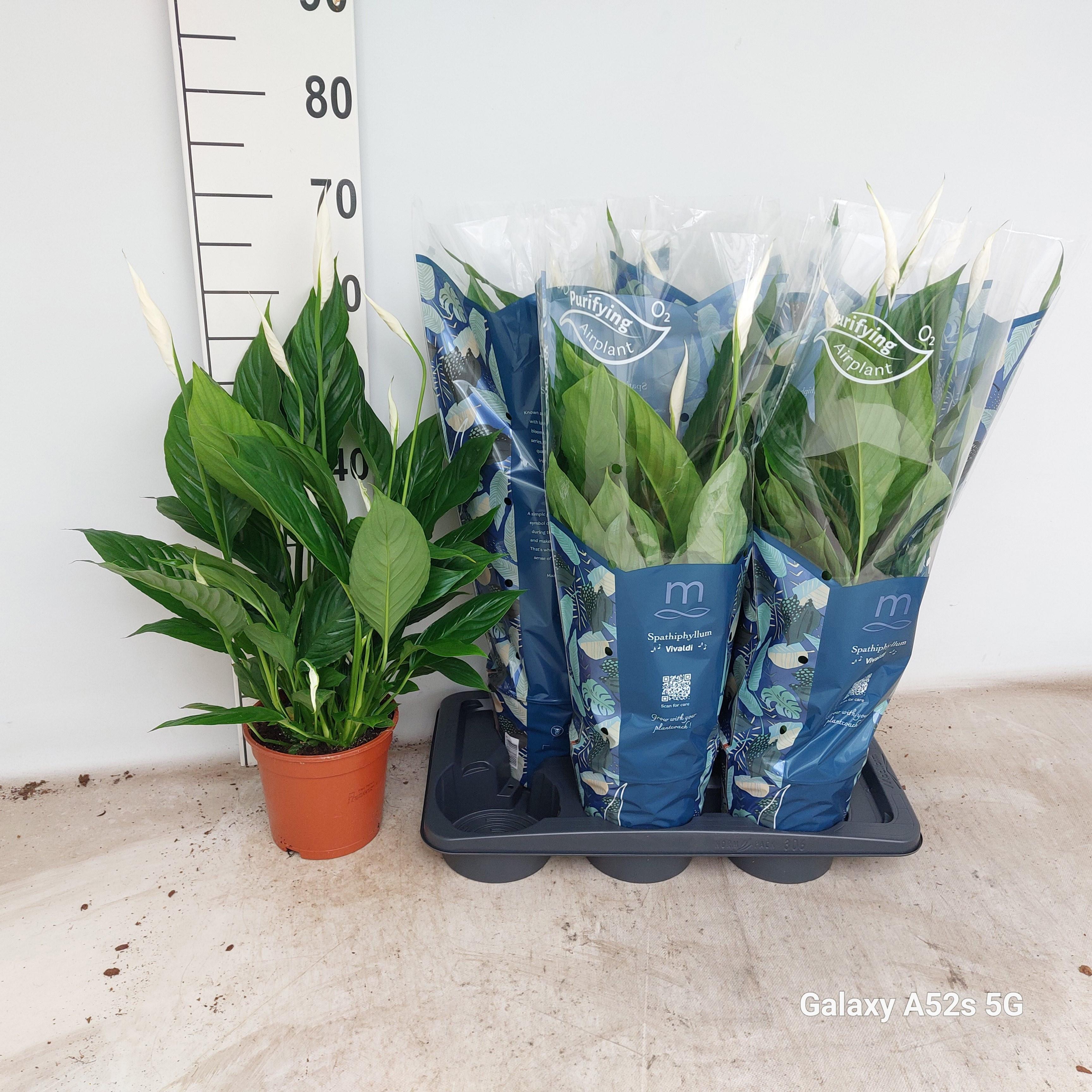 Горшечные цветы и растения оптом Spath Vivaldi от 6шт из Голландии с доставкой по России