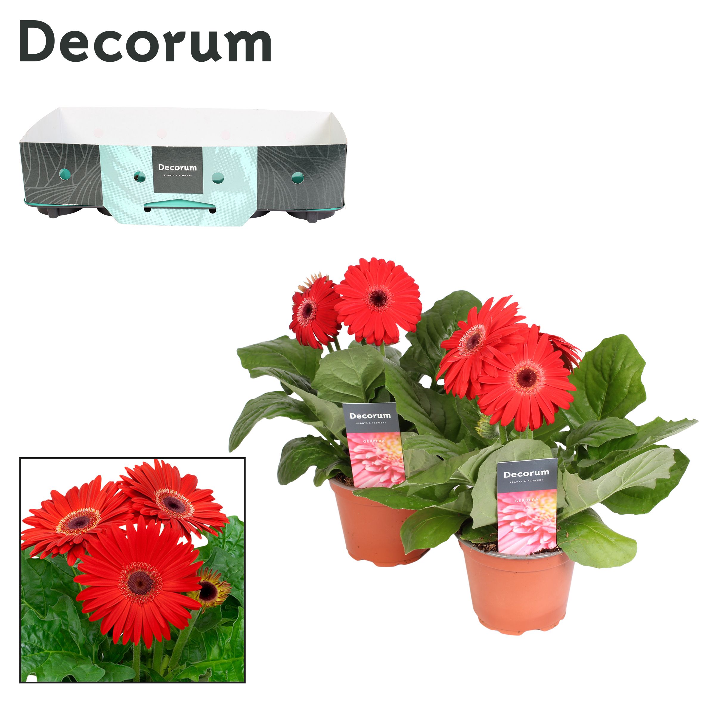 Горшечные цветы и растения оптом Gerbera Red 2+ Showbox (decorum) от 10шт (для телеги) из Голландии с доставкой по России