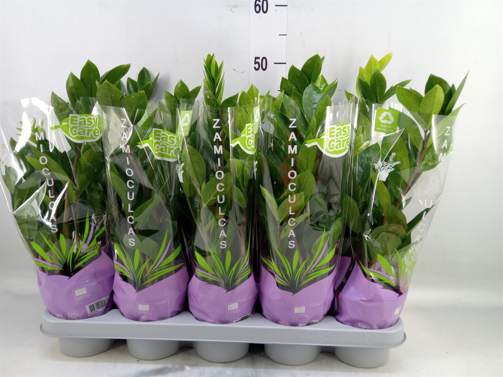 Горшечные цветы и растения оптом Zamioculcas 2+ от 10шт из Голландии с доставкой по России