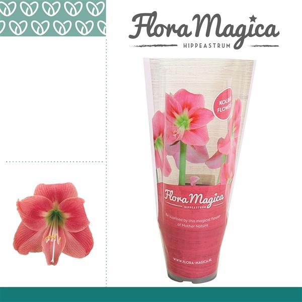 Горшечные цветы и растения оптом Hipp Kolibri Amalfi 2pp Flora Magica Sleeve от 18шт (для телеги) из Голландии с доставкой по России