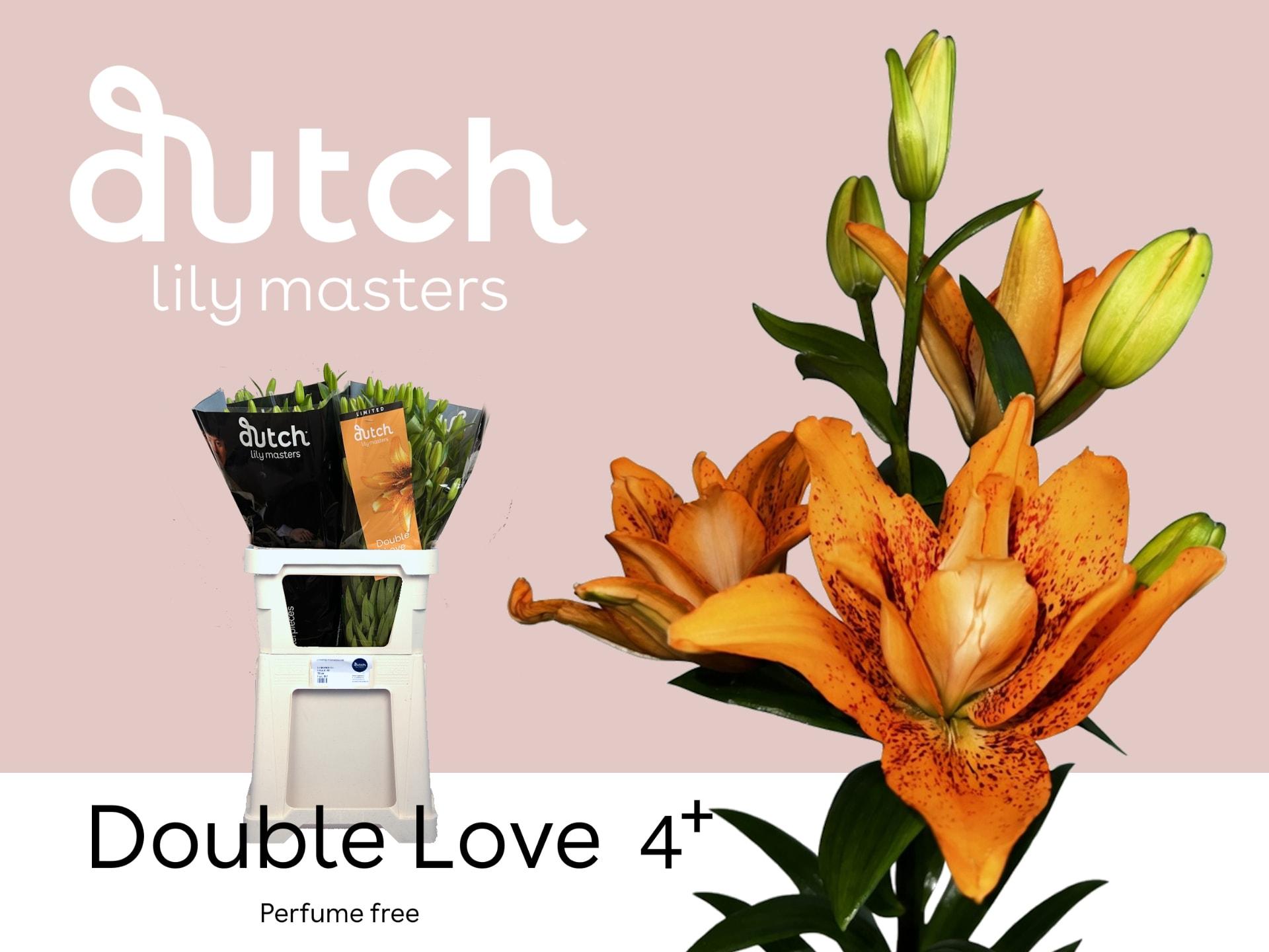 Срезанные цветы оптом Lilium la double love от 60шт из Голландии с доставкой по России