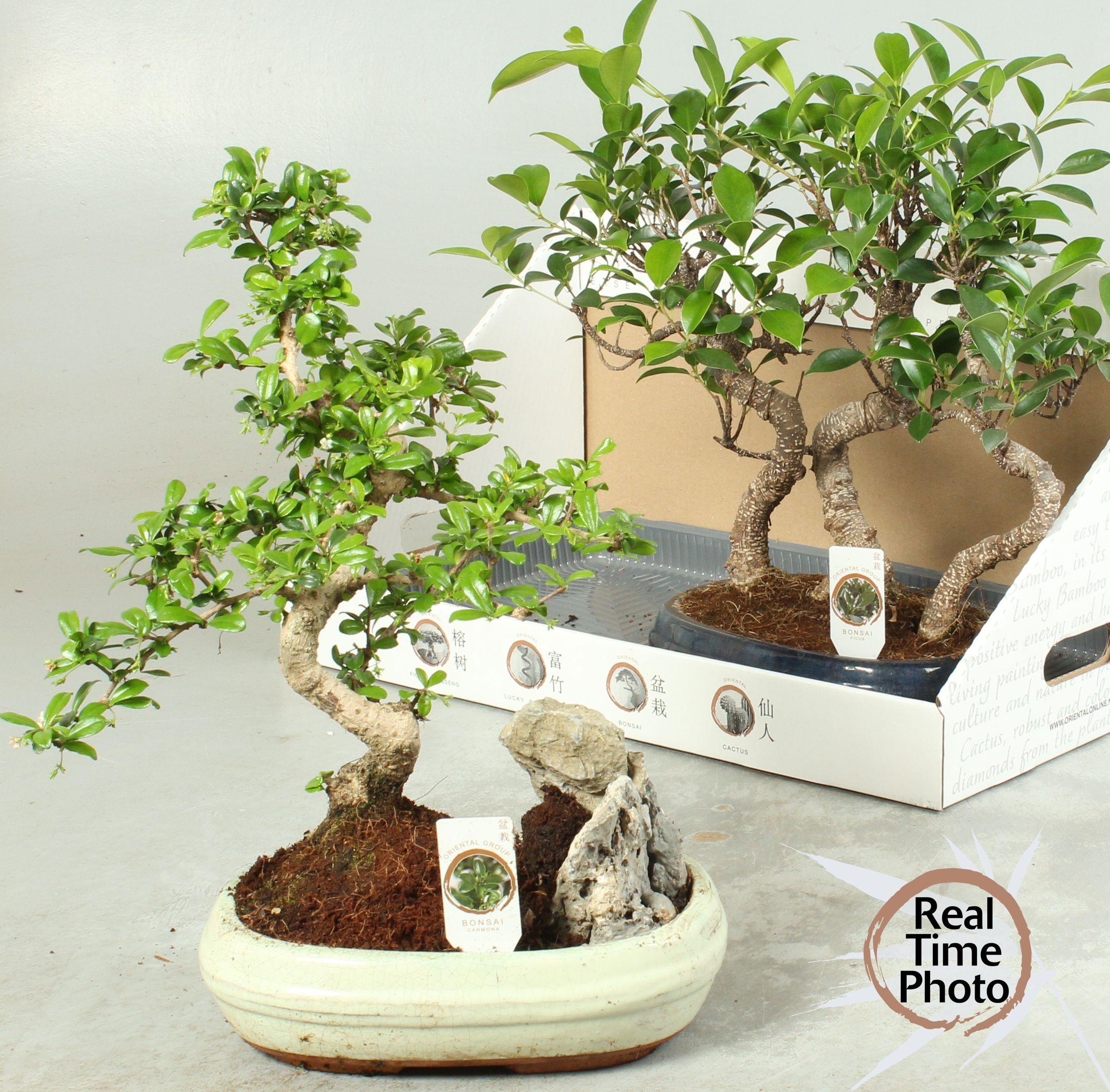 Горшечные цветы и растения оптом Bonsai Gem от 2шт из Голландии с доставкой по России
