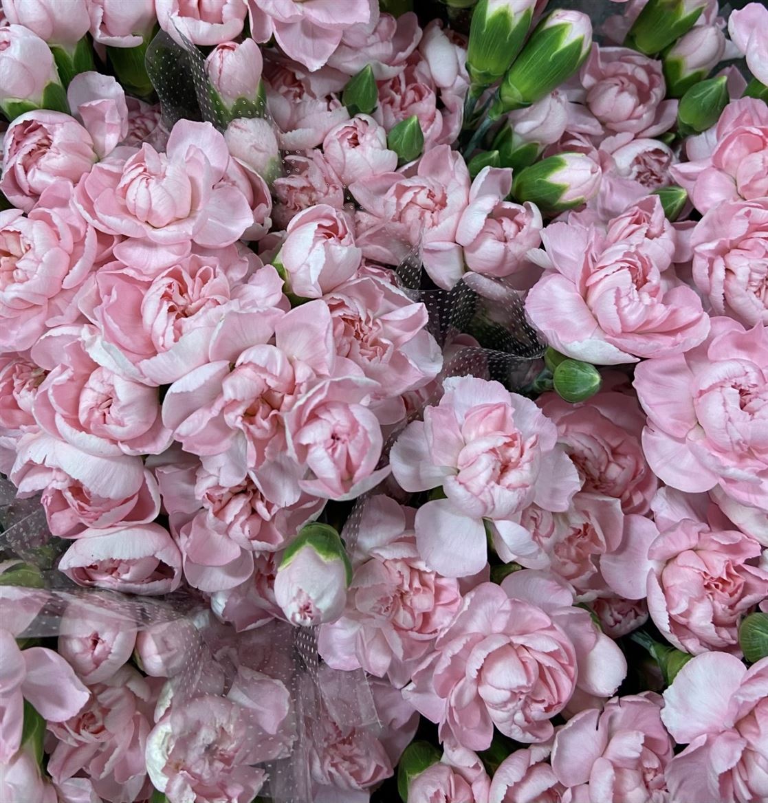 Срезанные цветы оптом Lathyrus od pink light от 100шт из Голландии с доставкой по России