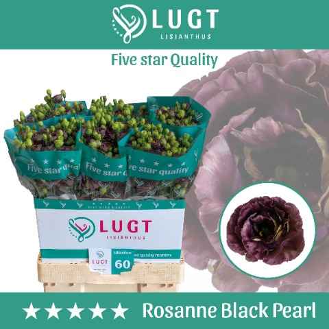 Срезанные цветы оптом Lisianthus do rosanne black pearl от 60шт из Голландии с доставкой по России