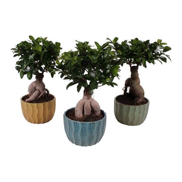 Горшечные цветы и растения оптом Ficus Ginseng In Exotic Vibes от 3шт из Голландии с доставкой по России