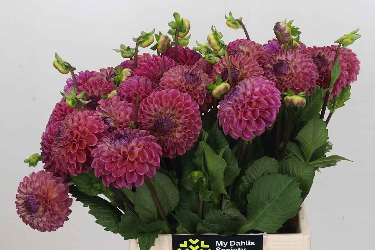 Срезанные цветы оптом Dahlia caitlin’s joy от 30шт из Голландии с доставкой по России