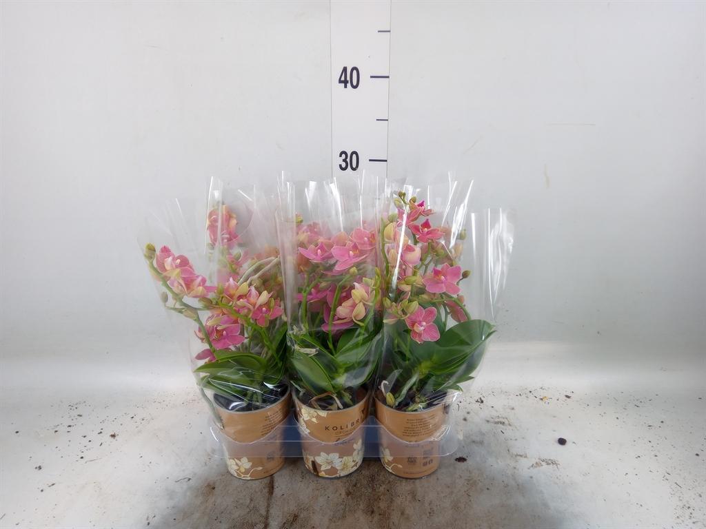 Горшечные цветы и растения оптом Phalaenopsis Multi.   ...orange от 6шт (для телеги) из Голландии с доставкой по России