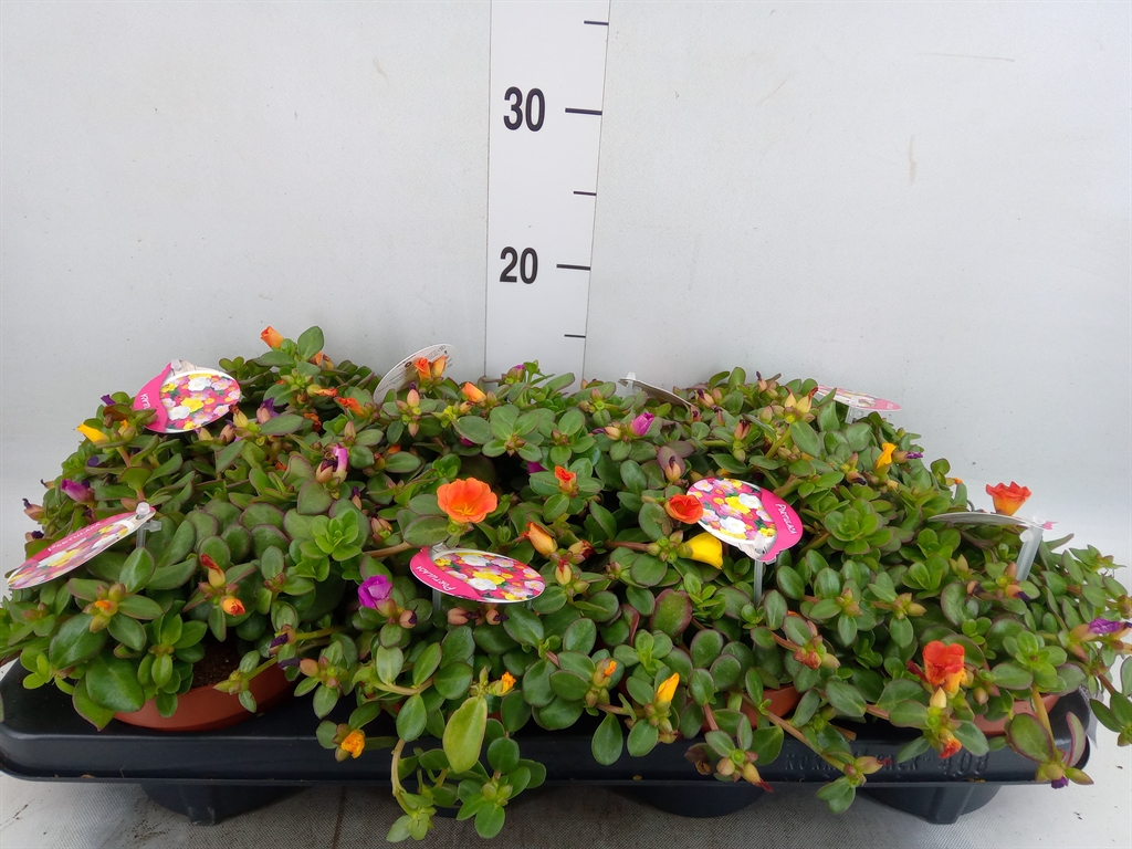 Горшечные цветы и растения оптом Portulaca ...mix In Pot от 8шт из Голландии с доставкой по России Горшечные цветы и растения оптом Portulaca ...mix In Pot от 8шт из Голландии с доставкой по России