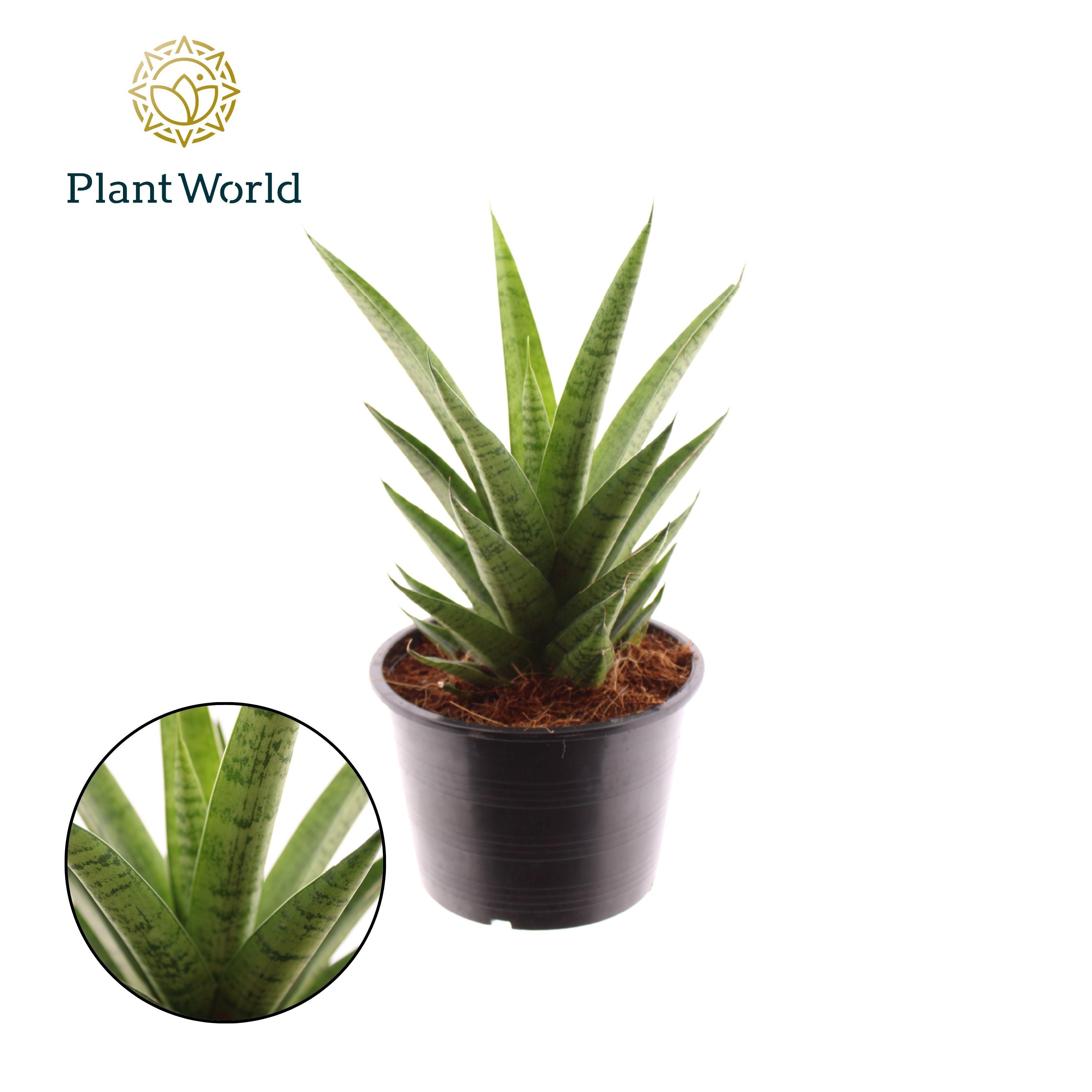 Горшечные цветы и растения оптом Sansevieria Lotus от 7шт из Голландии с доставкой по России