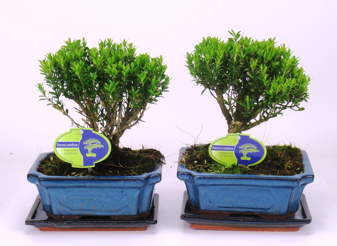 Горшечные цветы и растения оптом Bonsai Buxus Harlandii, With Driptray от 6шт из Голландии с доставкой по России