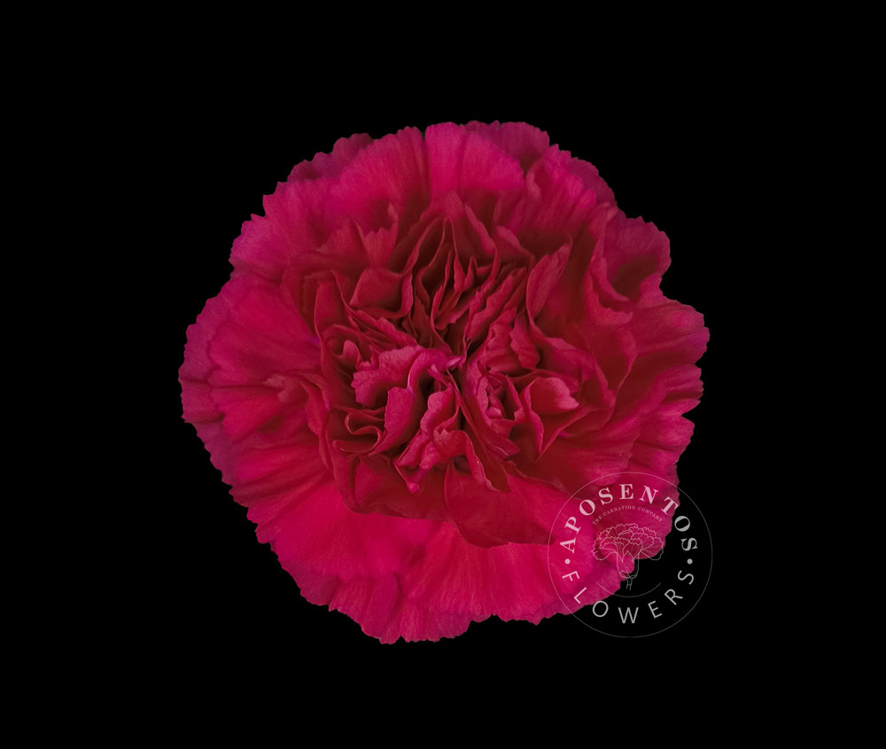 Срезанные цветы оптом Dianthus st zeppelin от 80шт из Голландии с доставкой по России