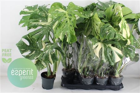 Горшечные цветы и растения оптом Monstera Del Thai Co от 8шт из Голландии с доставкой по России