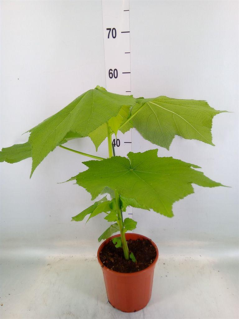 Горшечные цветы и растения оптом Sparrmannia Africana от 1шт из Голландии с доставкой по России