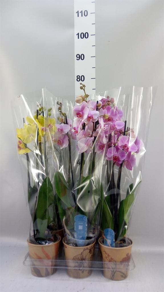 Горшечные цветы и растения оптом Phalaenopsis ...mix 5 от 6шт из Голландии с доставкой по России