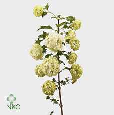 Срезанные цветы оптом Viburnum roseum от 50шт из Голландии с доставкой по России