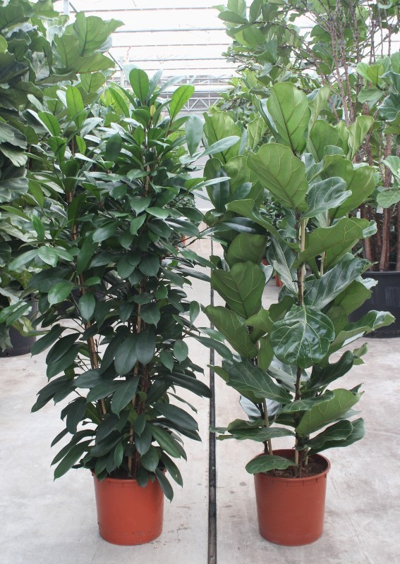 Горшечные цветы и растения оптом Ficus Mixkar от 7шт из Голландии с доставкой по России