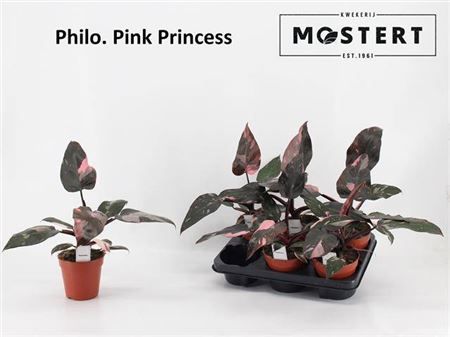 Горшечные цветы и растения оптом Philo Pink Princess от 6шт из Голландии с доставкой по России