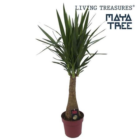 Горшечные цветы и растения оптом Yucca Maya Tree от 1шт из Голландии с доставкой по России