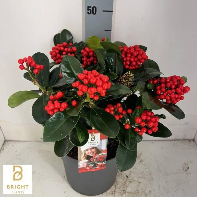 Горшечные цветы и растения оптом Skimmia Jap. Veitchii от 1шт из Голландии с доставкой по России