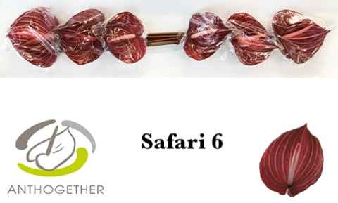 Срезанные цветы оптом Anthurium safari от 6шт из Голландии с доставкой по России