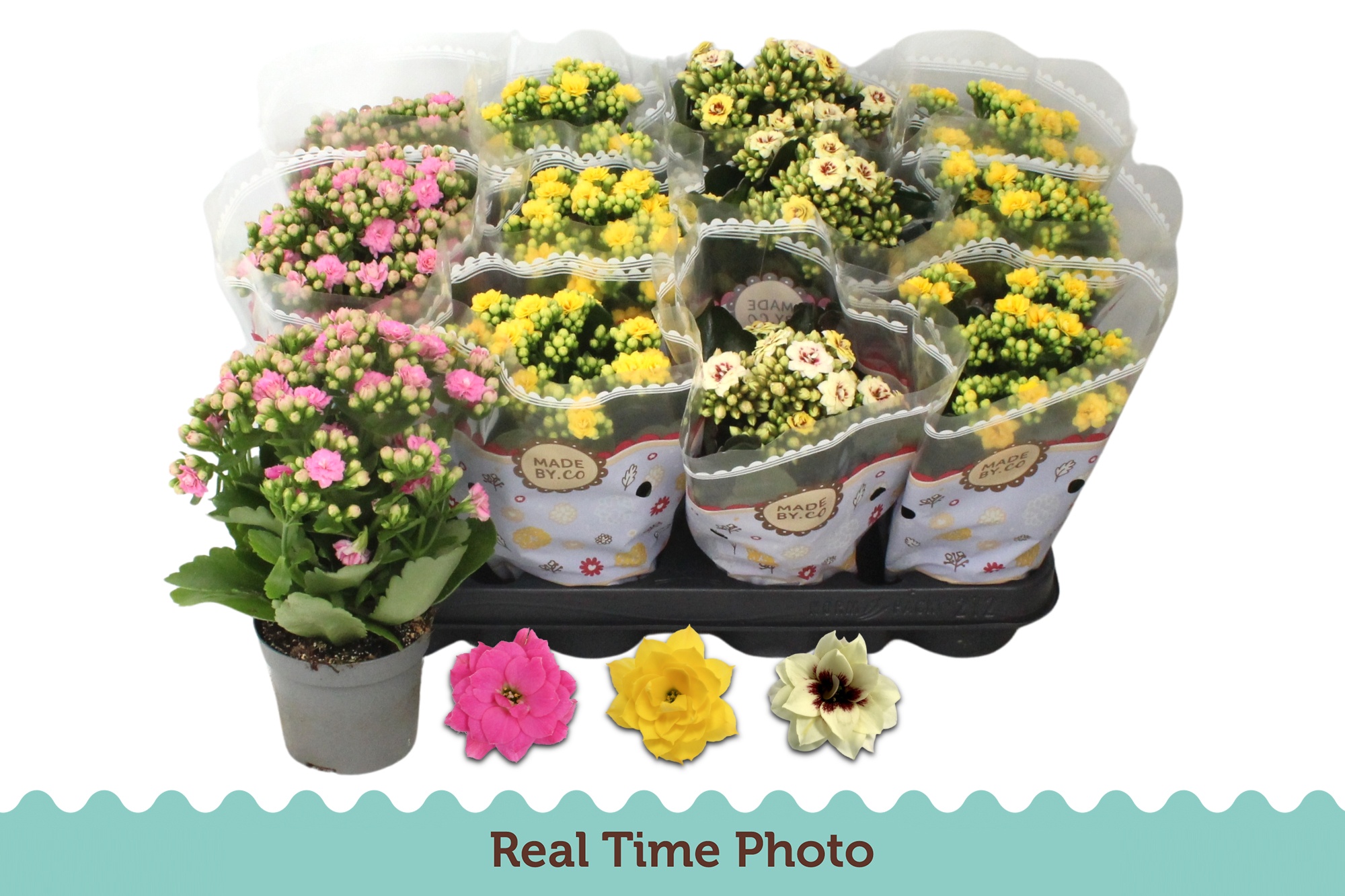 Горшечные цветы и растения оптом Kal Ge Gem 3 Kl от 12шт (для телеги) из Голландии с доставкой по России