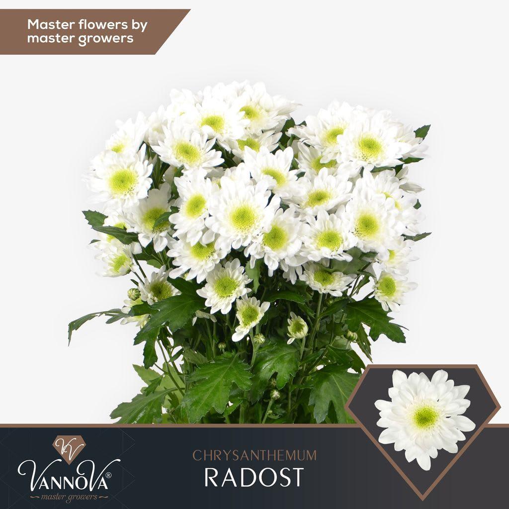 Срезанные цветы оптом Chrys sp radost от 80шт. из Голландии с доставкой по России