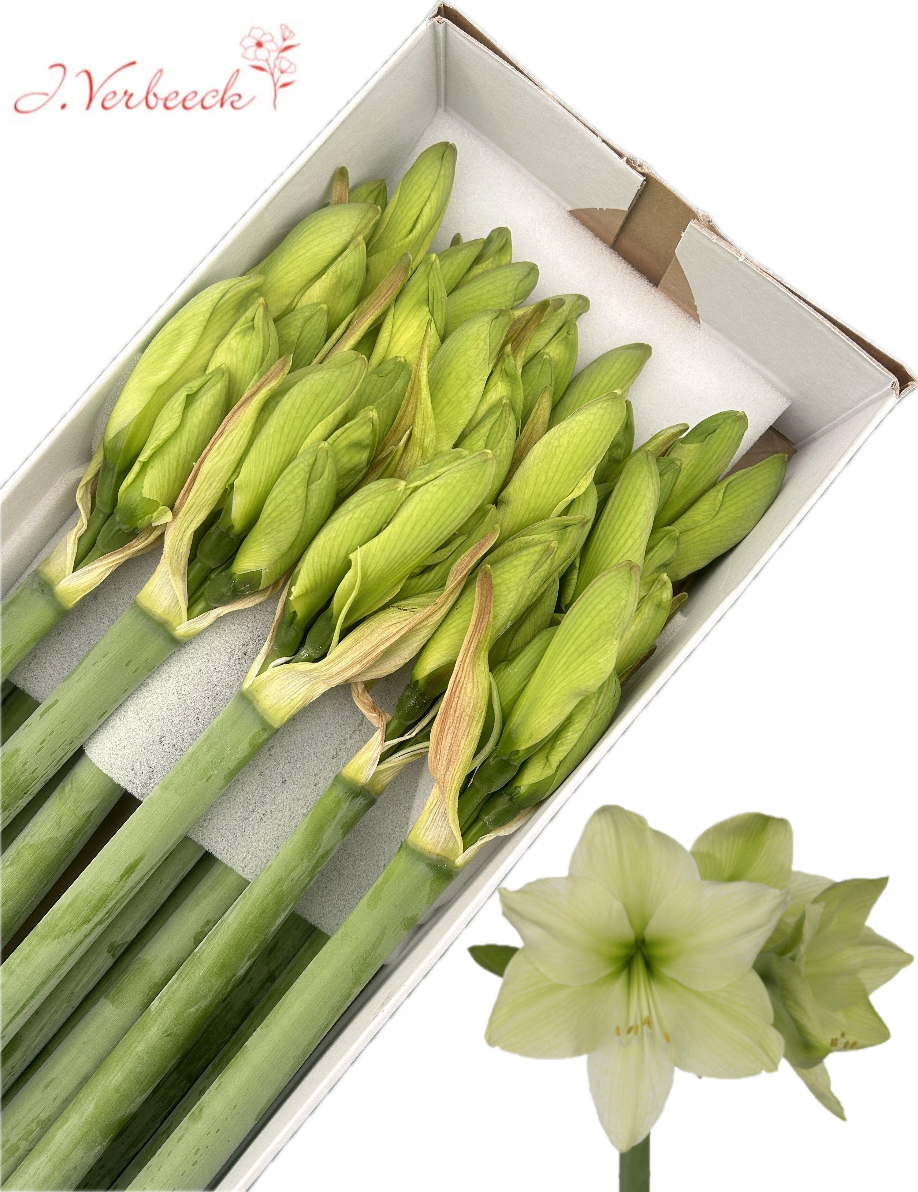 Срезанные цветы оптом Hippeastrum luna от 15шт из Голландии с доставкой по России Срезанные цветы оптом Hippeastrum luna от 15шт из Голландии с доставкой по России