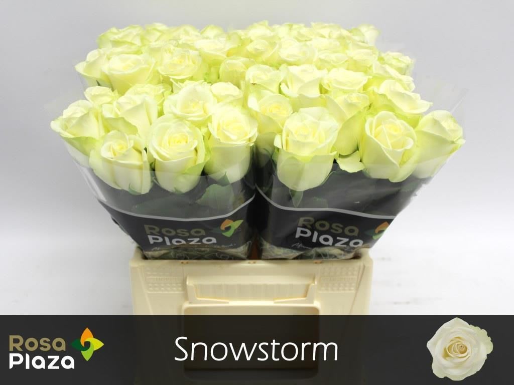 Срезанные цветы оптом Rosa large snowstorm+ от 60шт из Голландии с доставкой по России