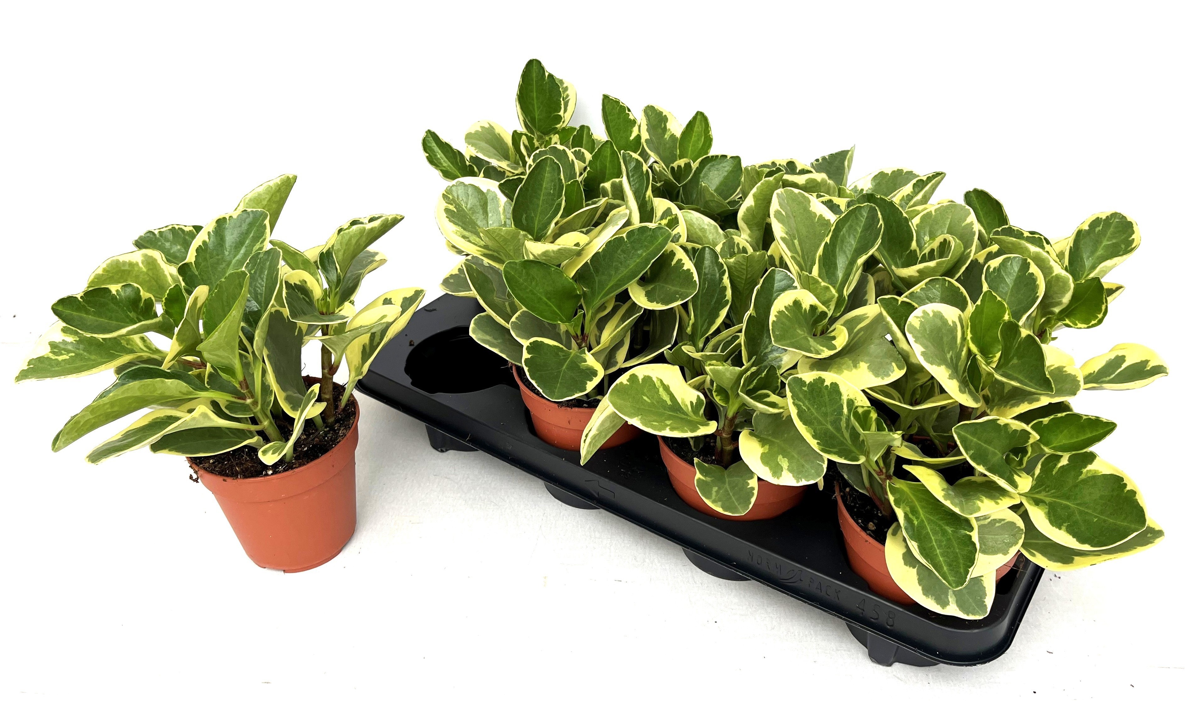 Горшечные цветы и растения оптом Pep Obt Variegata от 8шт из Голландии с доставкой по России