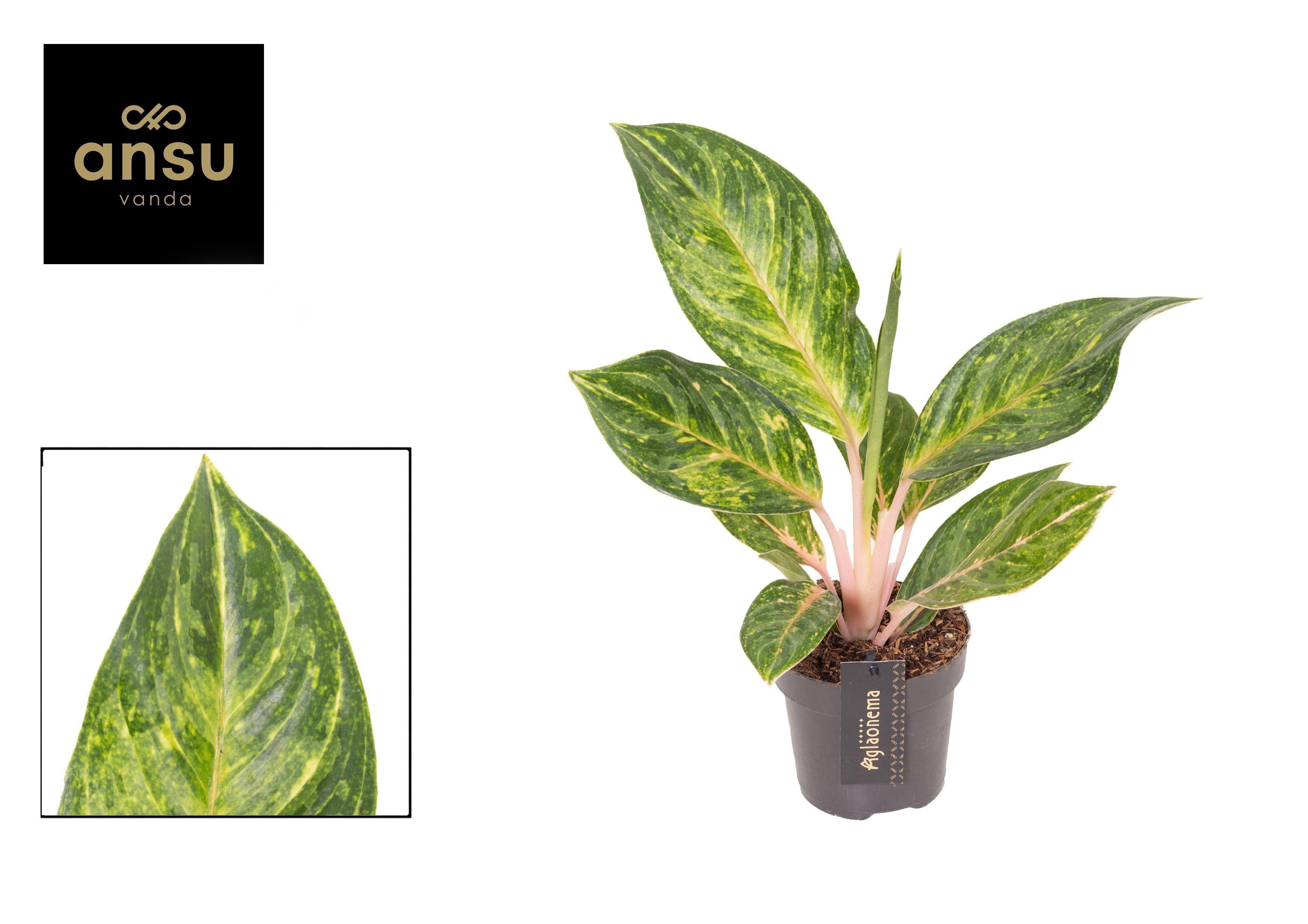 Горшечные цветы и растения оптом Aglaonema Peach Pearl от 6шт из Голландии с доставкой по России