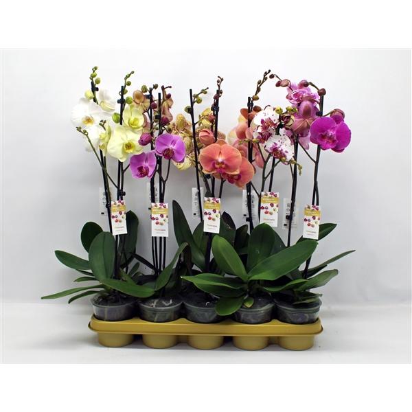 Горшечные цветы и растения оптом Phal 1st Mix 6+ (phalaenova) от 10шт из Голландии с доставкой по России