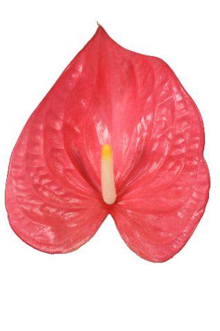 Срезанные цветы оптом Anthurium maine от 40шт из Голландии с доставкой по России