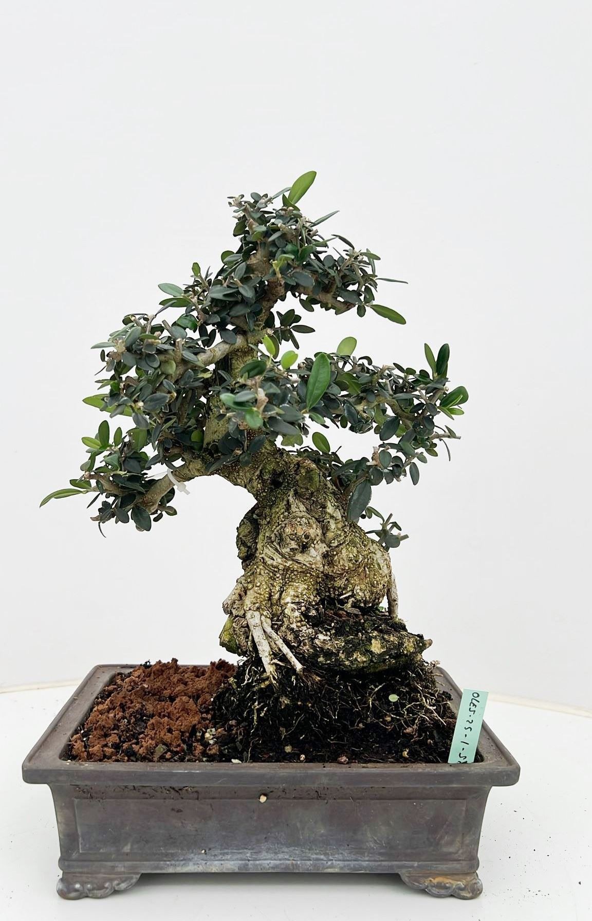 Горшечные цветы и растения оптом Olea Sylvestris, Pot 25cm. Height 50cm. (single It от 1шт из Голландии с доставкой по России