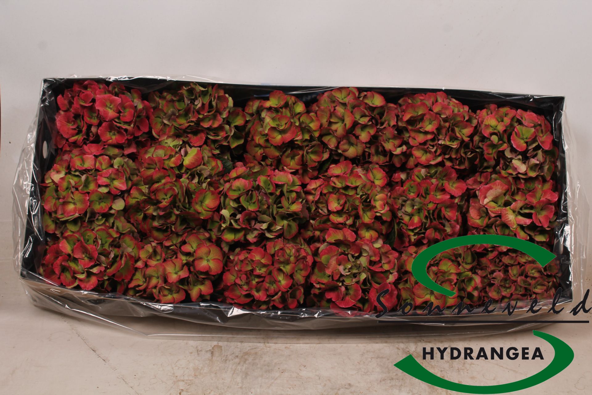 Срезанные цветы оптом Hydrangea mix in box от 55шт из Голландии с доставкой по России