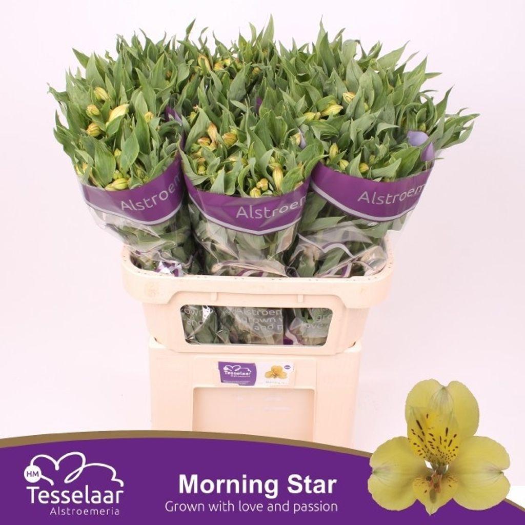 Срезанные цветы оптом Alstroemeria morning star от 80шт из Голландии с доставкой по России