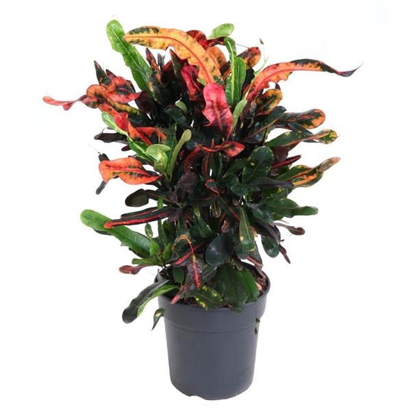 Горшечные цветы и растения оптом Codiaeum Mammi Branched от 1шт из Голландии с доставкой по России