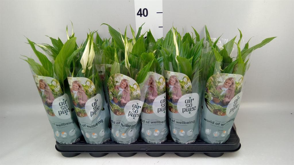Горшечные цветы и растения оптом Spathiphyllum chopin от 18шт (для телеги) из Голландии с доставкой по России