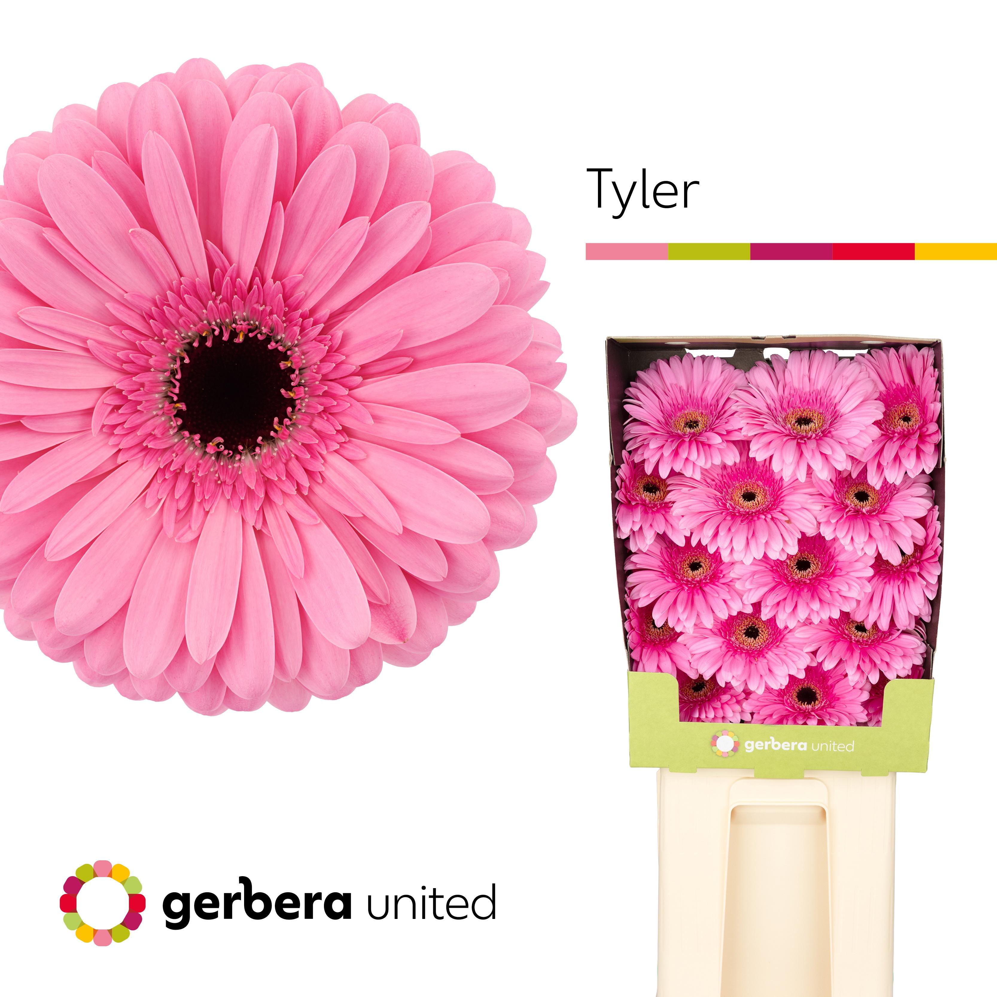 Срезанные цветы оптом Gerbera diamond tyler от 45шт из Голландии с доставкой по России