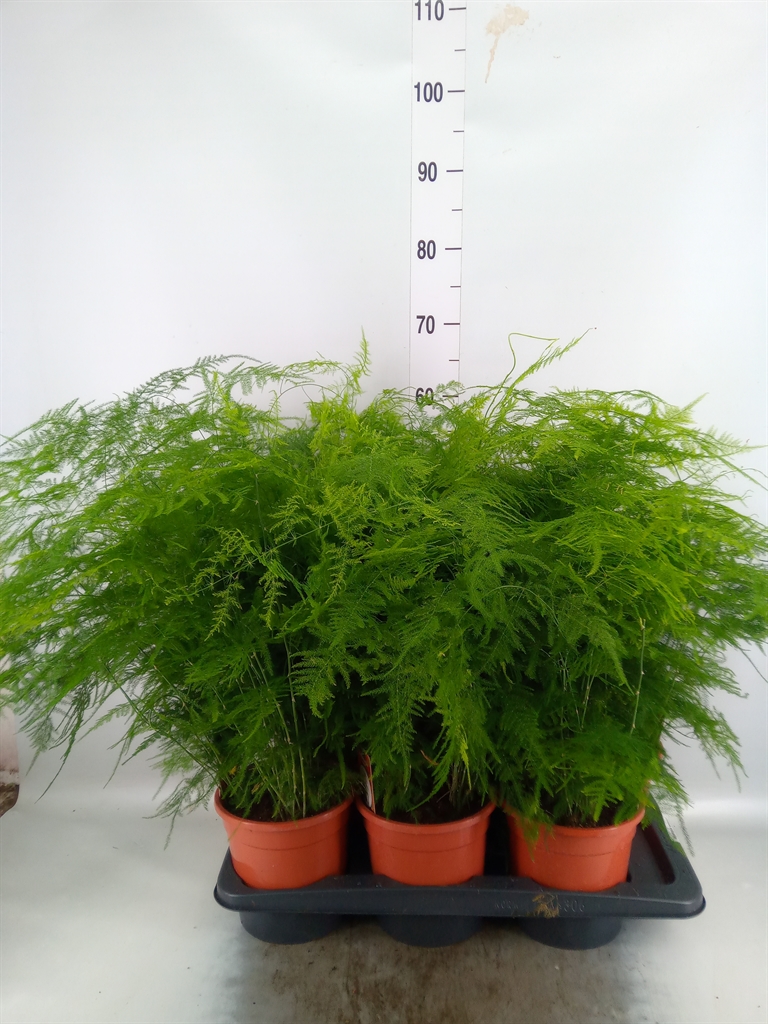 Горшечные цветы и растения оптом Asparagus Setaceus от 6шт из Голландии с доставкой по России