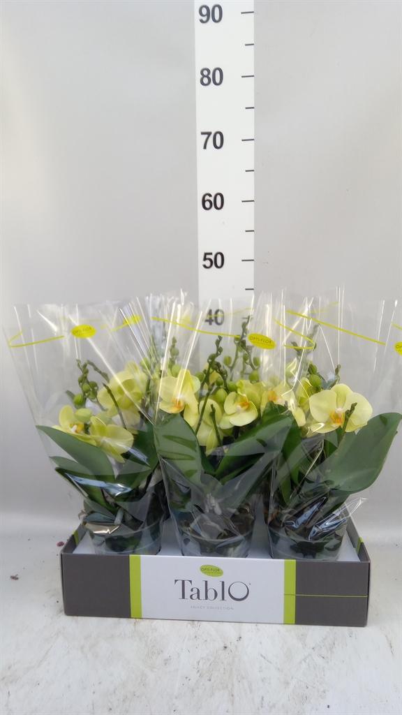 Горшечные цветы и растения оптом Phalaenopsis ...yellow от 6шт из Голландии с доставкой по России