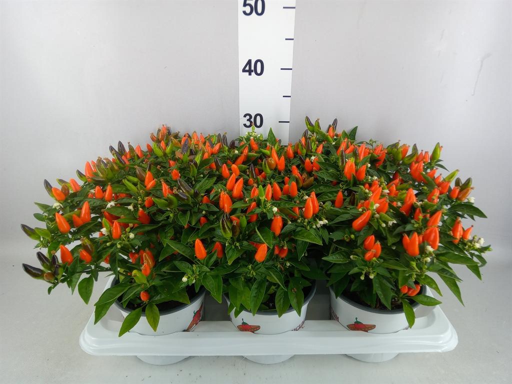 Горшечные цветы и растения оптом Capsicum Annuum santos Orange от 6шт из Голландии с доставкой по России