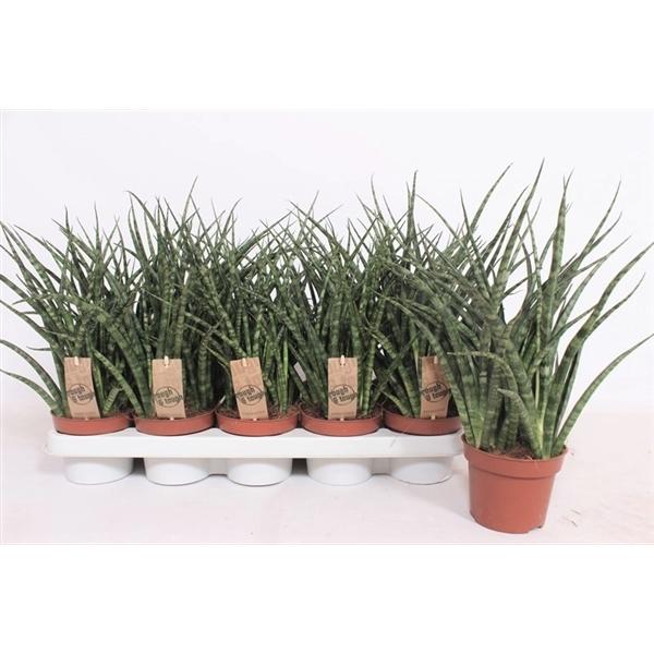 Горшечные цветы и растения оптом Sansevieria Fernwood Punk от 10шт из Голландии с доставкой по России