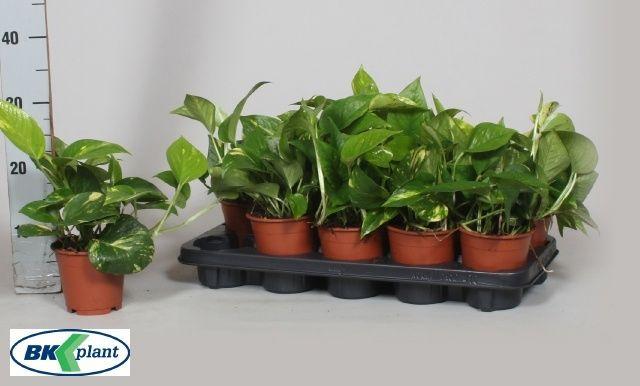 Горшечные цветы и растения оптом Epipr Aureum от 10шт из Голландии с доставкой по России