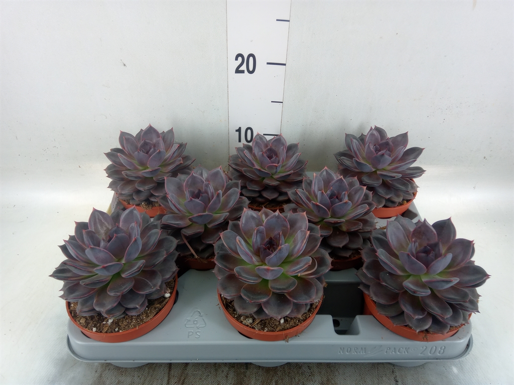 Горшечные цветы и растения оптом Echeveria   ... от 8шт' из Голландии с доставкой по России